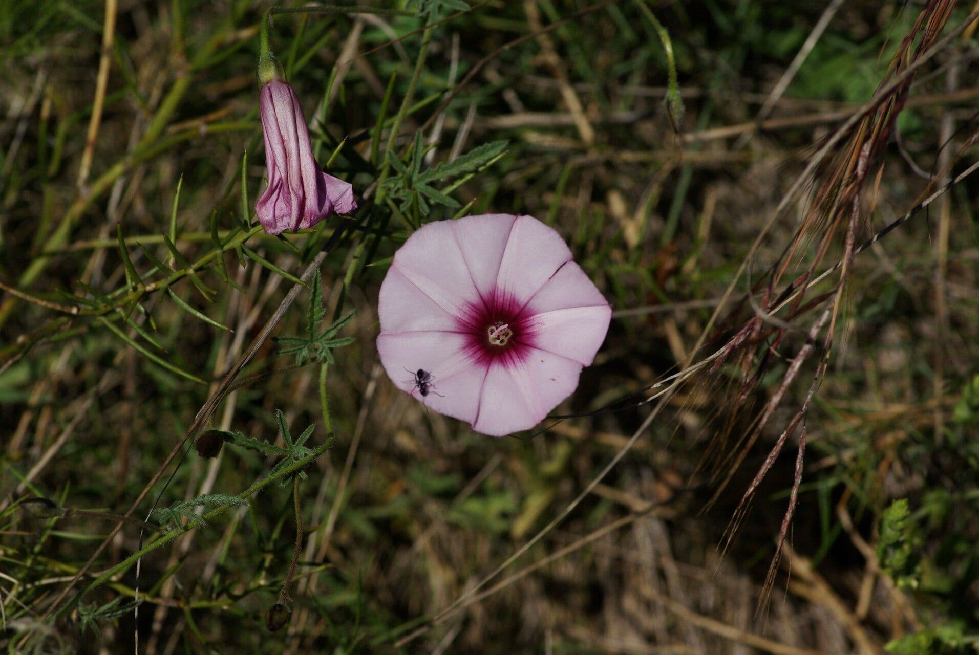 Convolvulus althaeoides liseron fausse mauve avec fleurs roses sur pente sèche