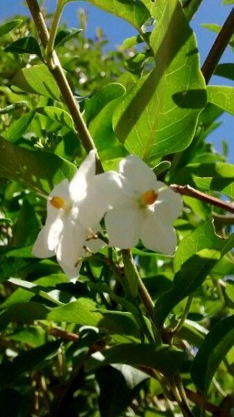 Morelle faux jasmin en fleurs grimpant sur une pergola en bois