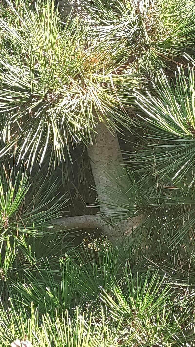 Heldreichs Kiefer mit schuppiger Rinde und dichter Krone in einem sonnigen, steinigen Garten