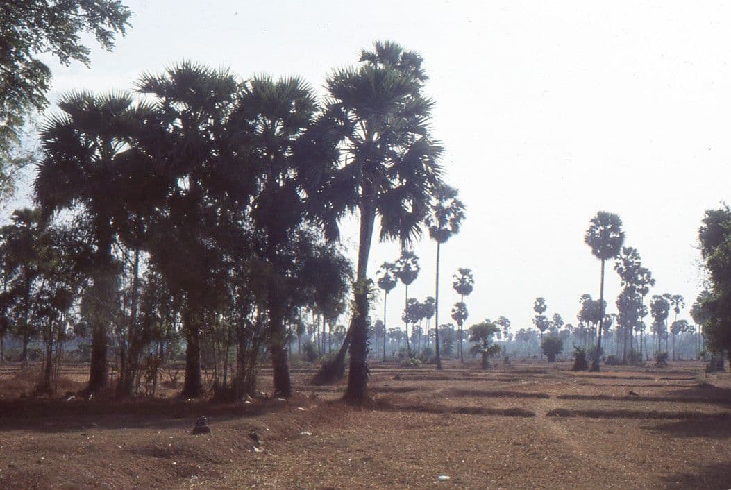 Borassus flabellifer palmier de Palmyre