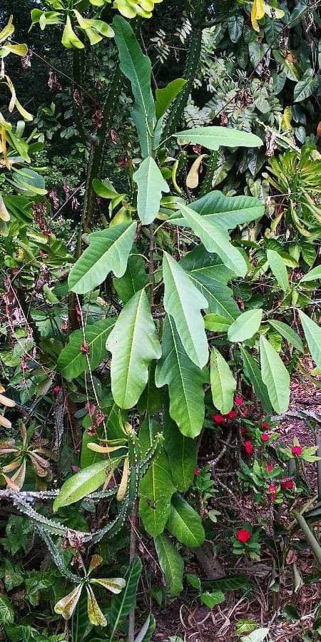 Grosse glaenzende gruene Blaetter und cremefarbene Bluetenblatt von Magnolia delavayi