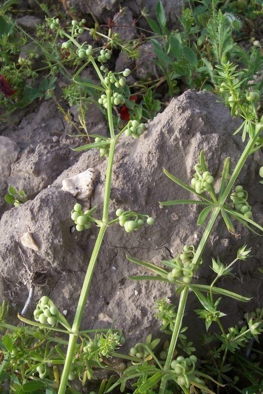 Corn-cleavers with tiny white flowers growing between stones in a dry garden bed