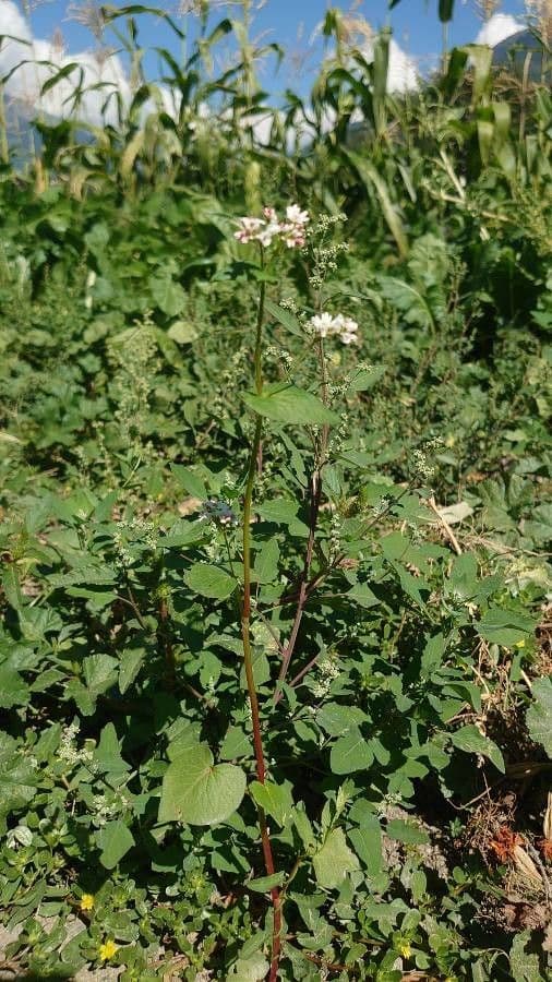 Sarrasin en floraison avec fleurs blanches
