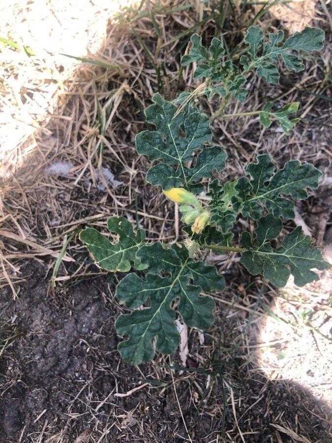 Solanum rostratum Pflanze mit gelben Blüten und behaarten Blättern in einem trockenen, sonnigen Beet