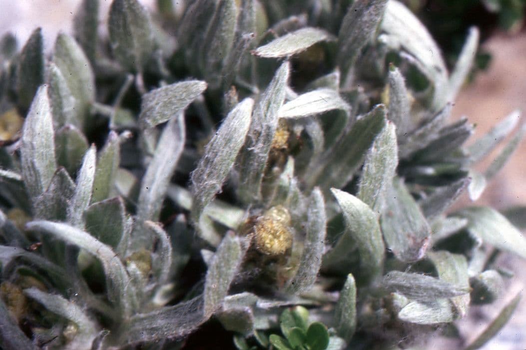 Gnaphalium supinum plant met wollige grijsgroene bladeren in alpien milieu