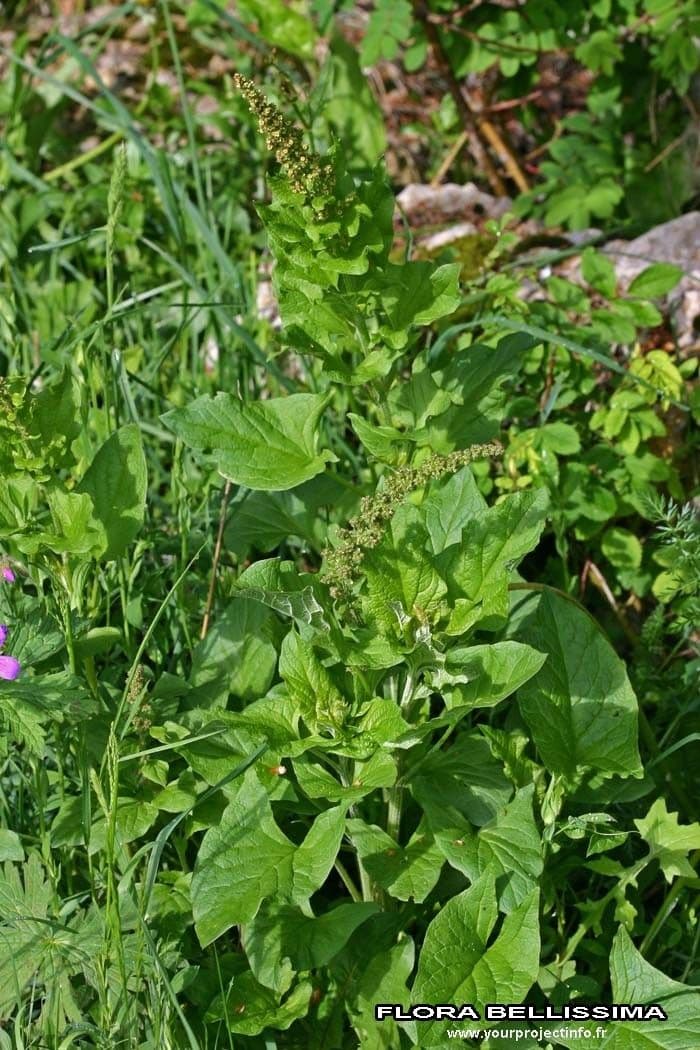 Growing Good King Henry (Blitum bonus-henricus) plant with edible green leaves in full growth