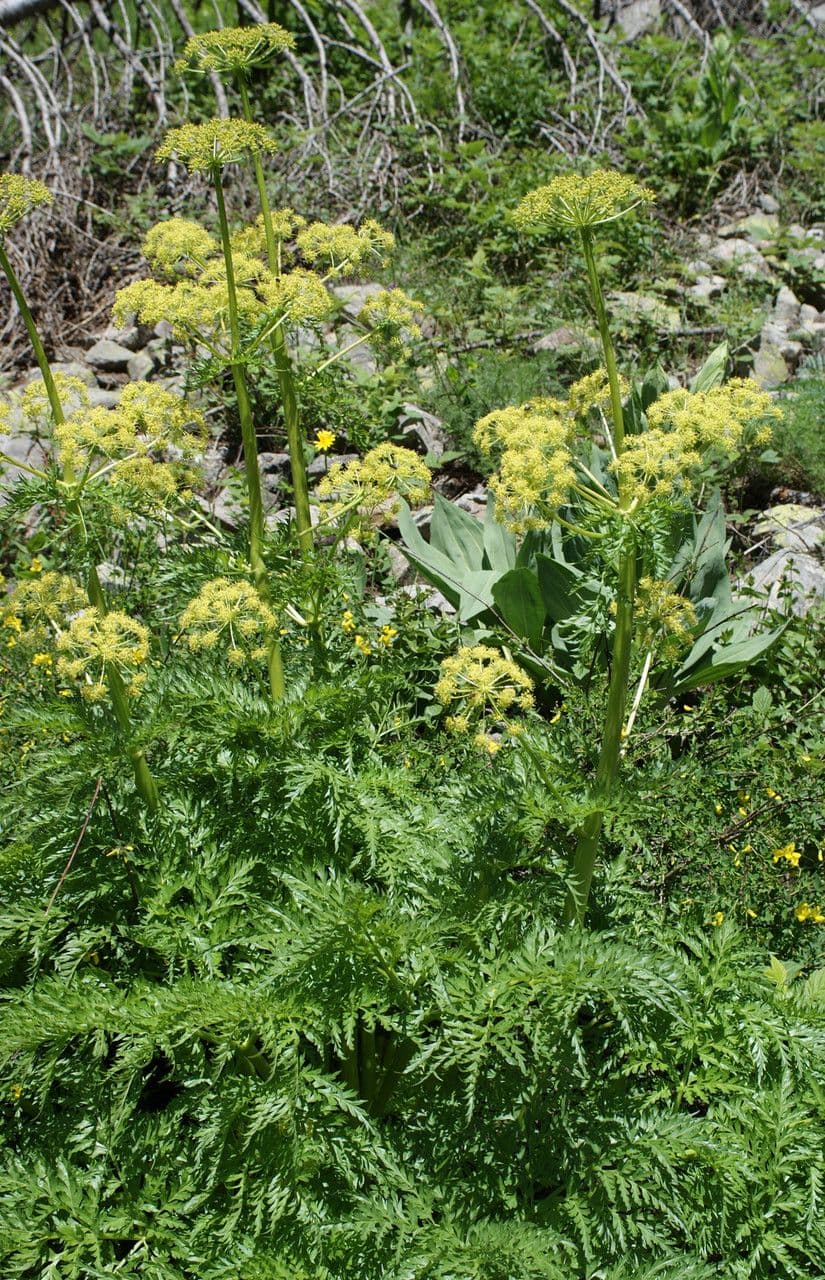 Molopospermum peloponnesiacum with delicate white umbrella-like flower clusters