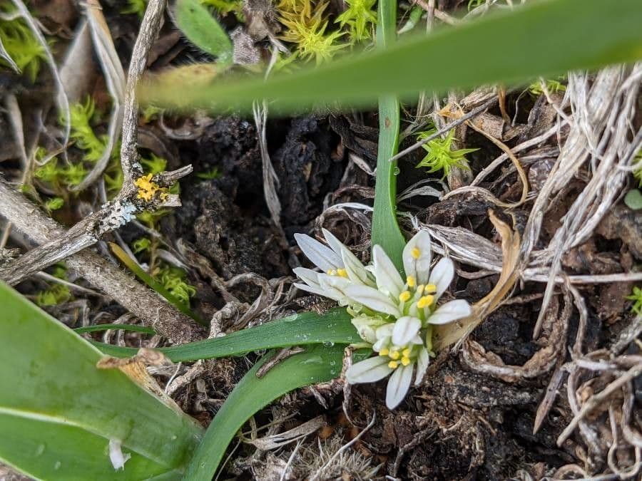 Allium chamaemoly with yellow star-shaped flowers