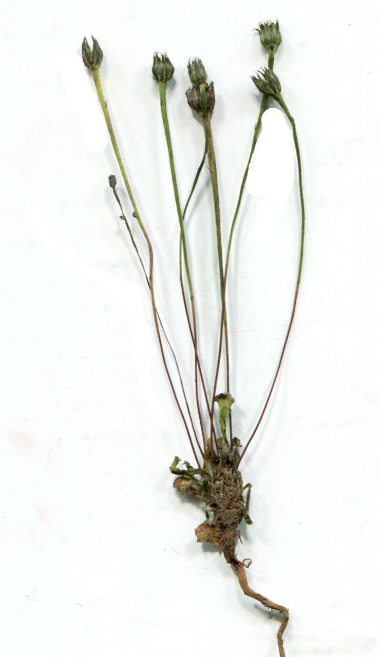 Kleine gelbe Blüten des Kleinen Lämmersalats im Halbschatten zwischen Gräsern