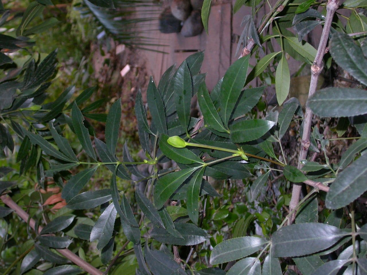 Cunonia capensis boom met karakteristische bladeren