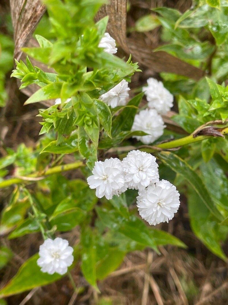 Weiße Blüten der Sumpf-Schafgarbe in voller Blüte an einem sonnigen Standort
