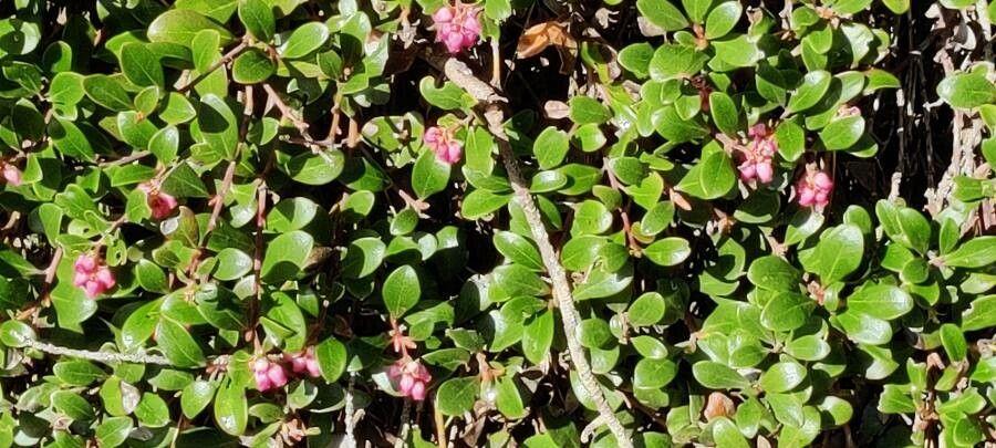Raisin d'ours aux feuilles brillantes et baies rouges sur un talus rocailleux