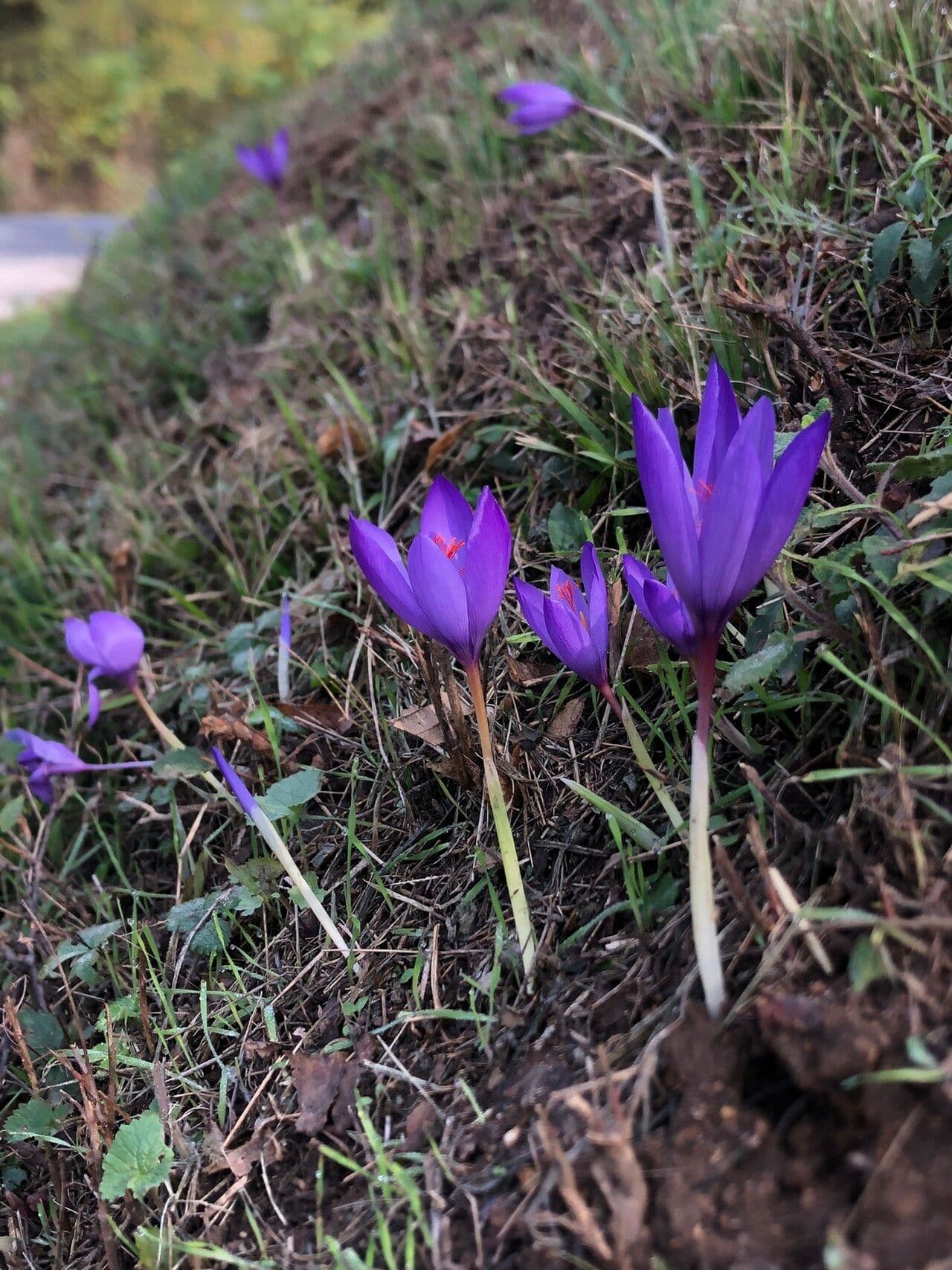 Ligurie-saffraan met blauwe bloemen in herfsttuin