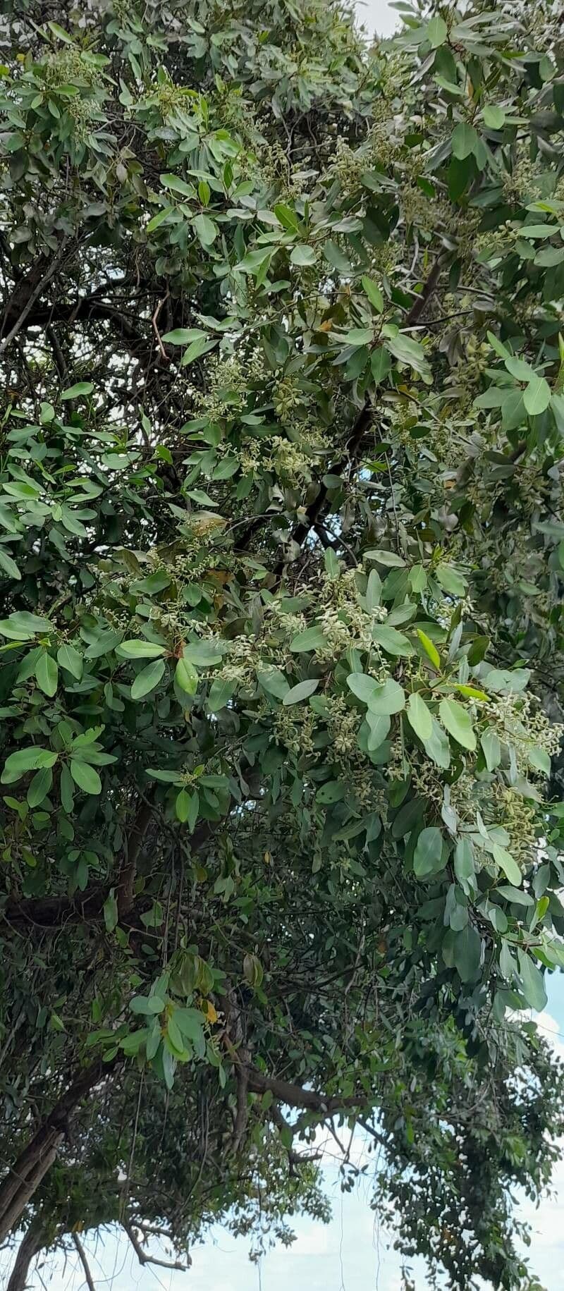 Witte mangrove groeiend langs tropische waterrand