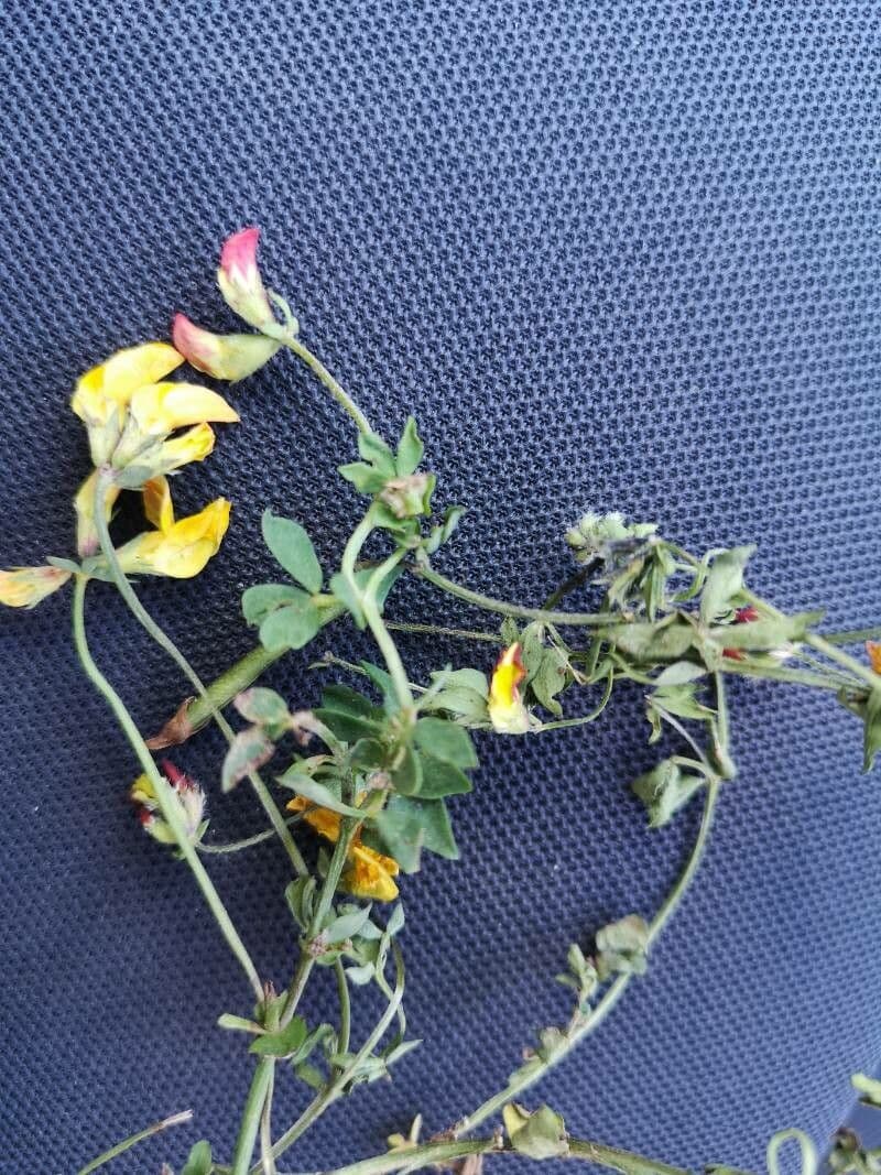 Lotus parviflorus with small yellow pea-family flowers on a dry open habitat in spring