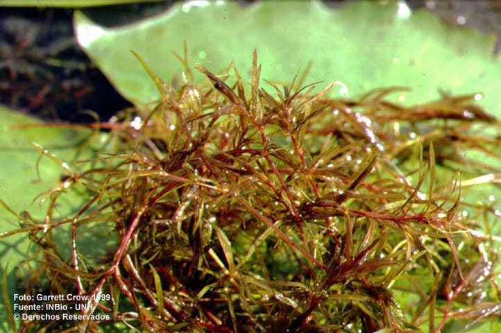 Najas guadalupensis with fine green leaves in water