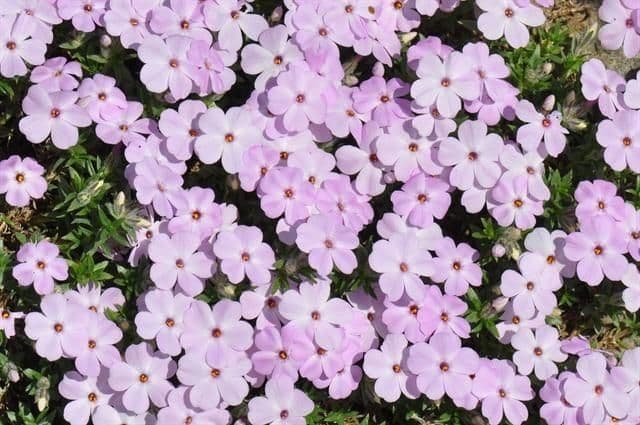 Marsh phlox pink flowers