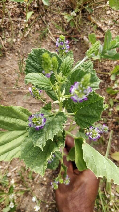 Cullen corylifolium flowers and foliage