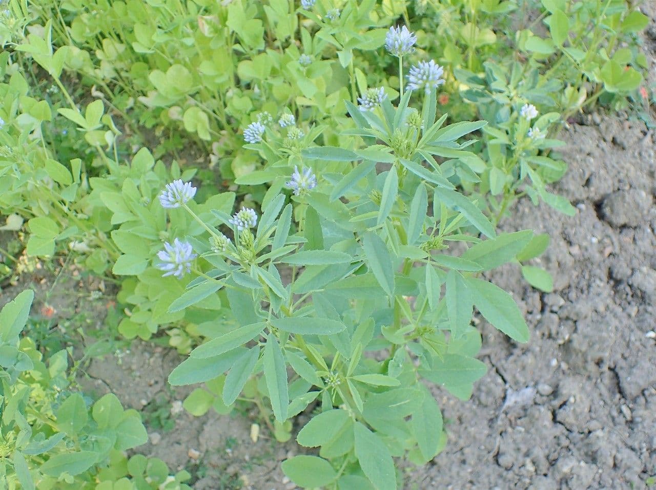 Blue fenugreek with sky-blue flowers in dense panicles