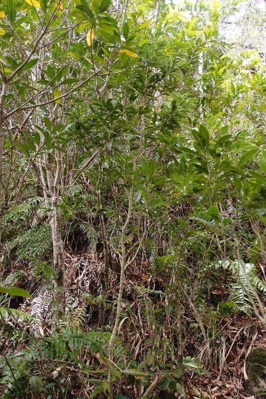 Pittosporum senacia mit glaenzendem Laub in freier Wildbahn auf Reunion