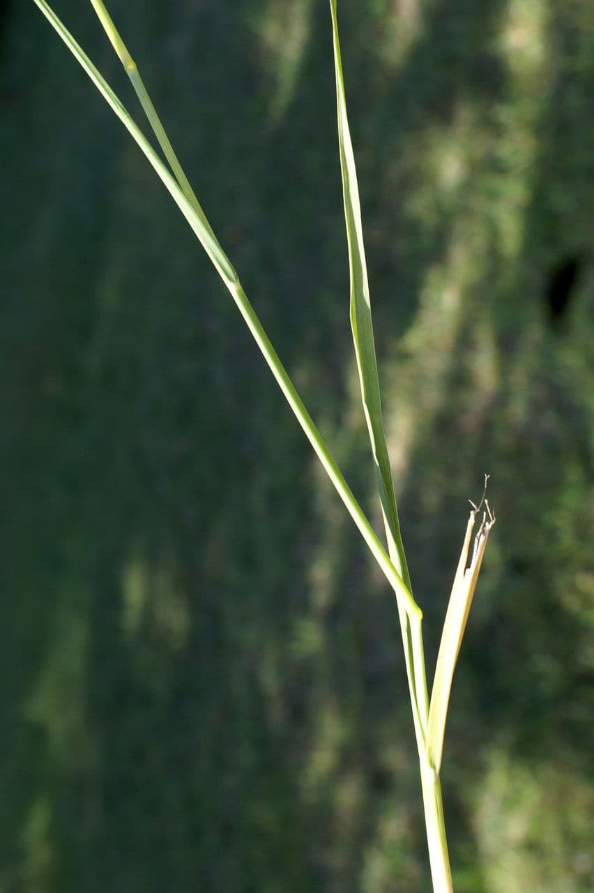 Sporobolus indicus grass