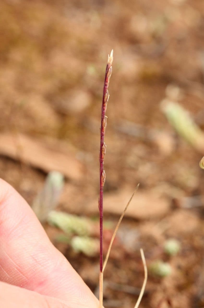 Eenzijdig Baardgras met delicate goudachtige aren in zonnig licht
