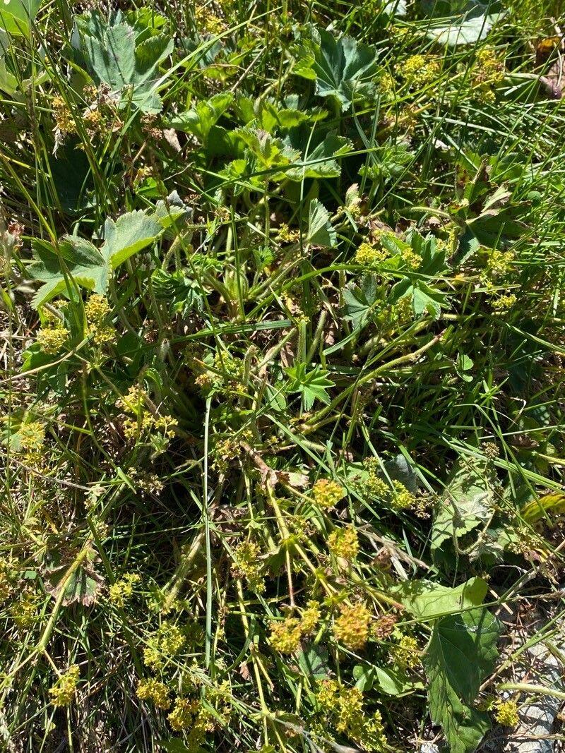 Hairy lady's mantle with glistening water droplets on its fuzzy leaves in a moist garden setting