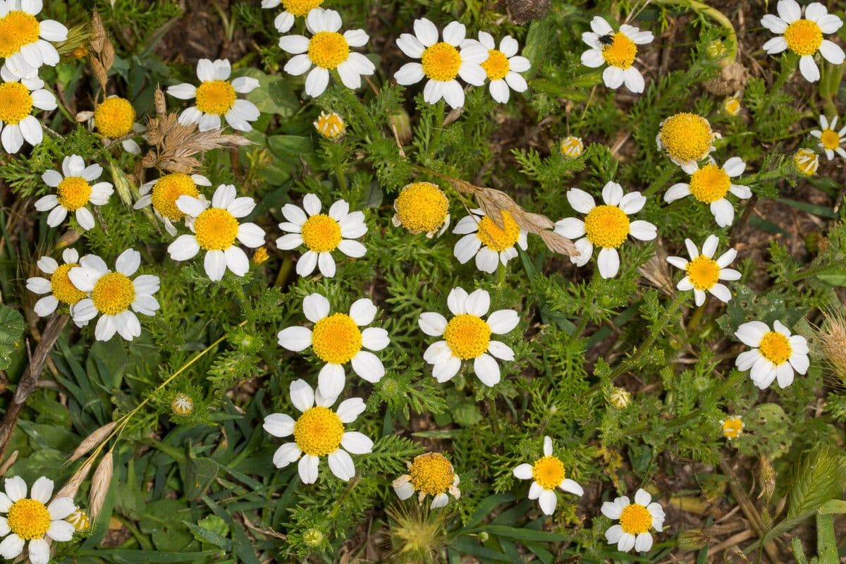 Anthemis secundiramea mit weissen Kamillenblüten auf lockeren Stängeln im Küstenland