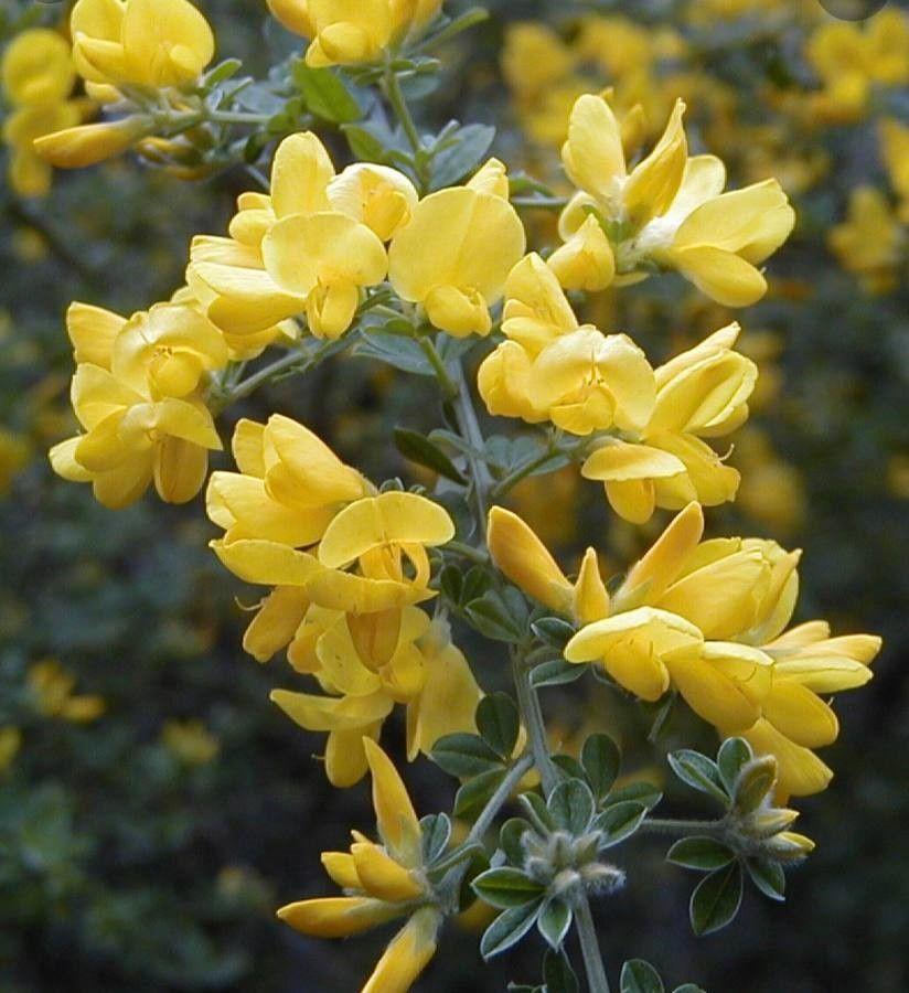 Kruipbrem in volle bloei op een zonnige droge helling