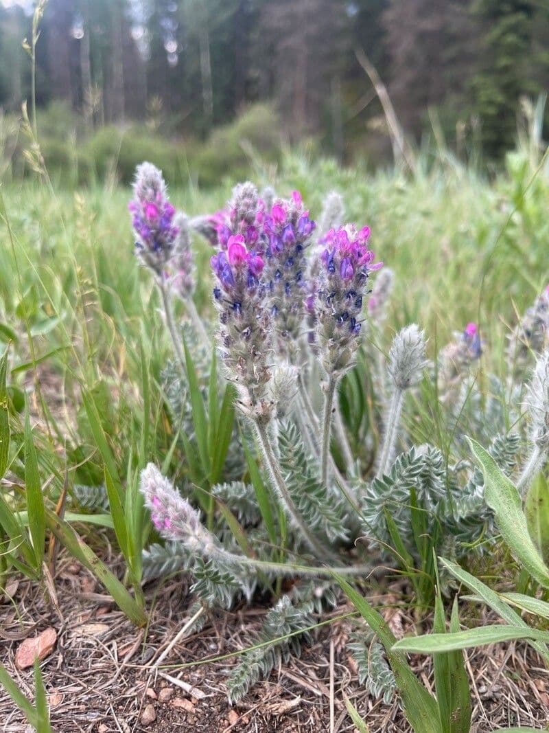 Oxytropis splendens in Blute mit silbrigem Laub und violetten Bluetaehren