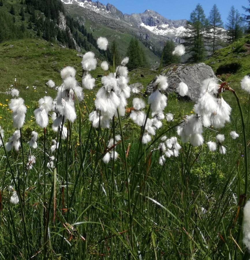 Schmalblättriges Wollgras in voller Blüte auf nassem, saurem Boden, weiße Flusenköpfe im Frühsommer