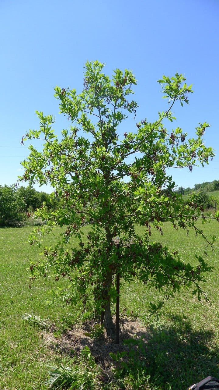 Quercus austrina Bastaard witteik