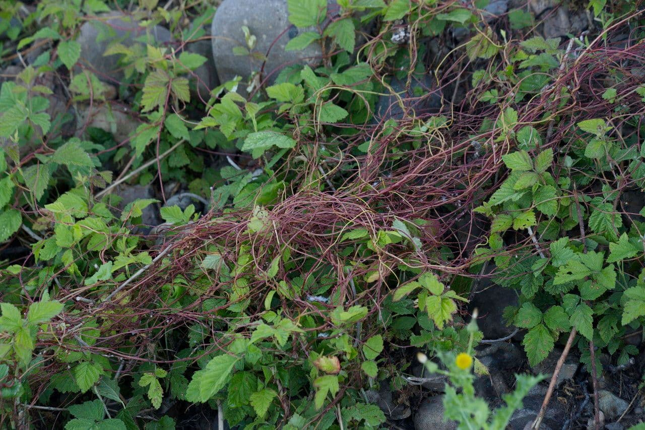Hopwarkruid parasitair groeiend op gastheer plant