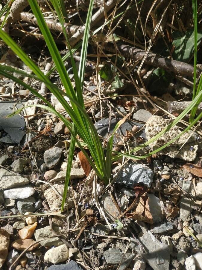 Carex barbarae with fine-textured foliage and compact habit