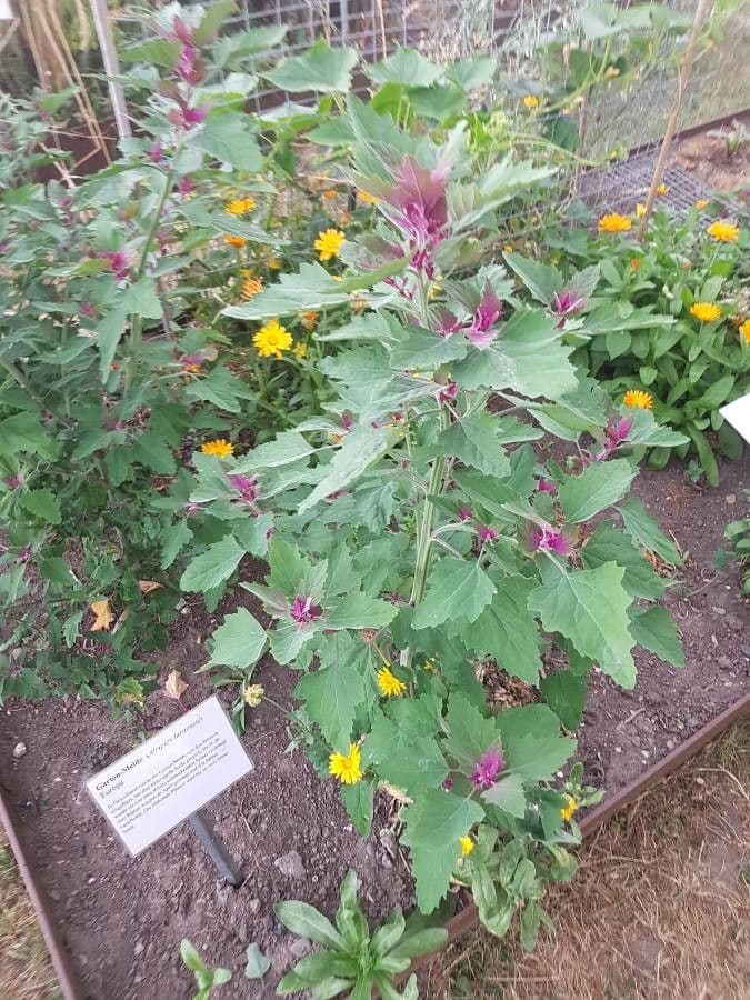 Tuinraket (Atriplex hortensis) met intens gekleurd blad in rood, geel en groen