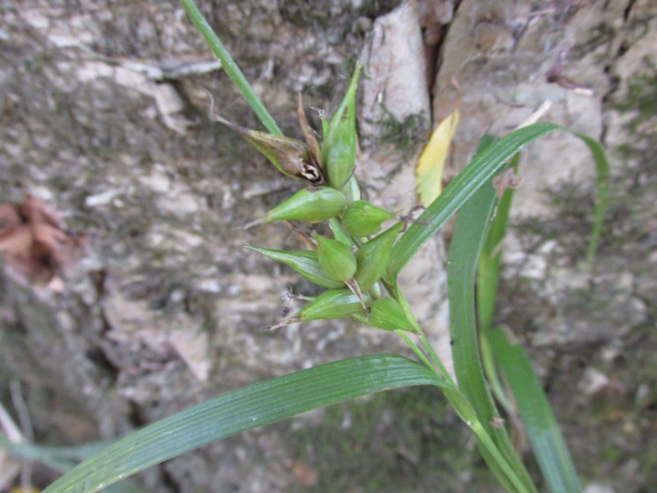 Northern long sedge with long slender foliage and characteristic fruits