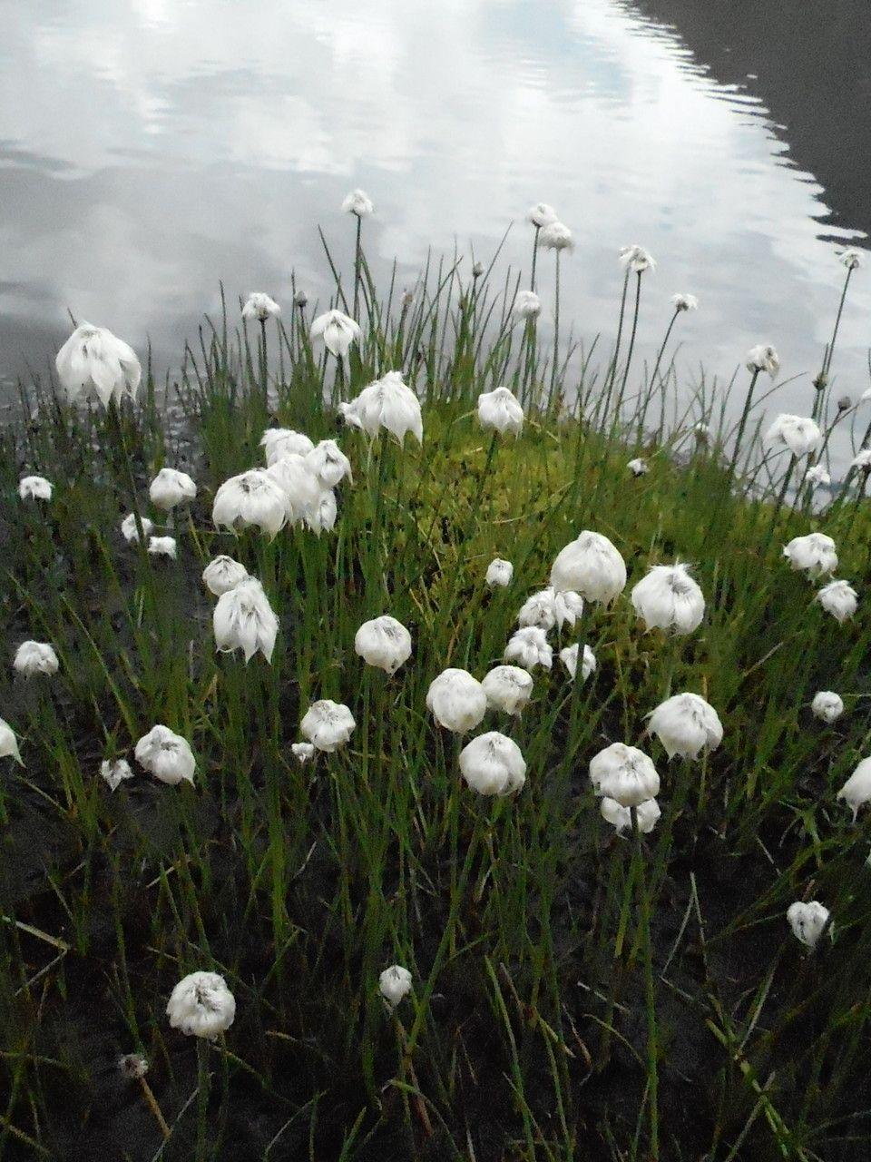 Scheidiges Wollgras mit flauschigen weißen Fruchtköpfen in einer nassen Wiese im Frühjahr