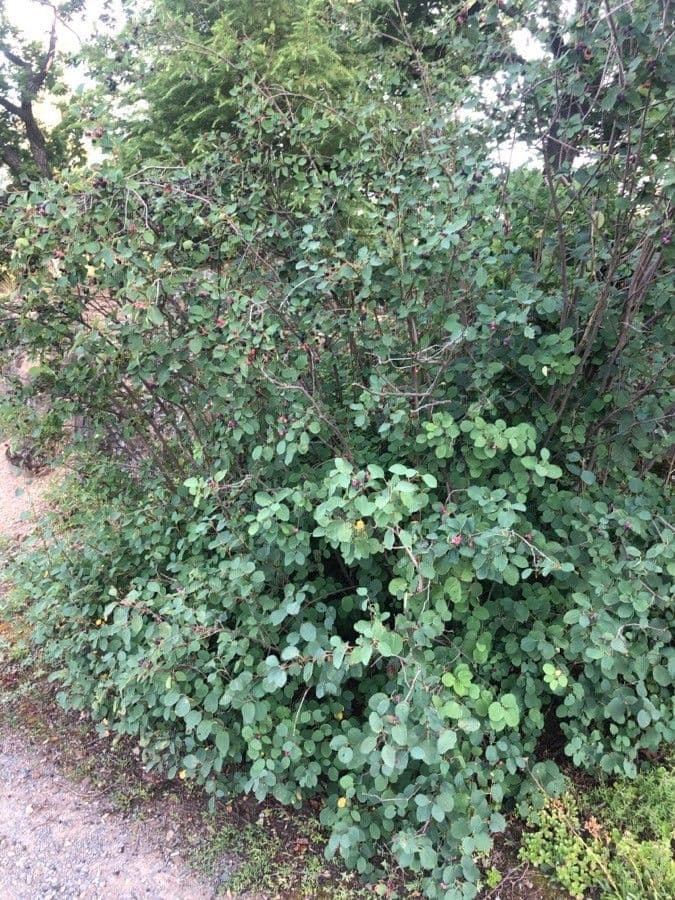 Amelanchier alnifolia struik met witte bloemen in voorjaar en donkerpaarse bessen in zomeroogstperiode