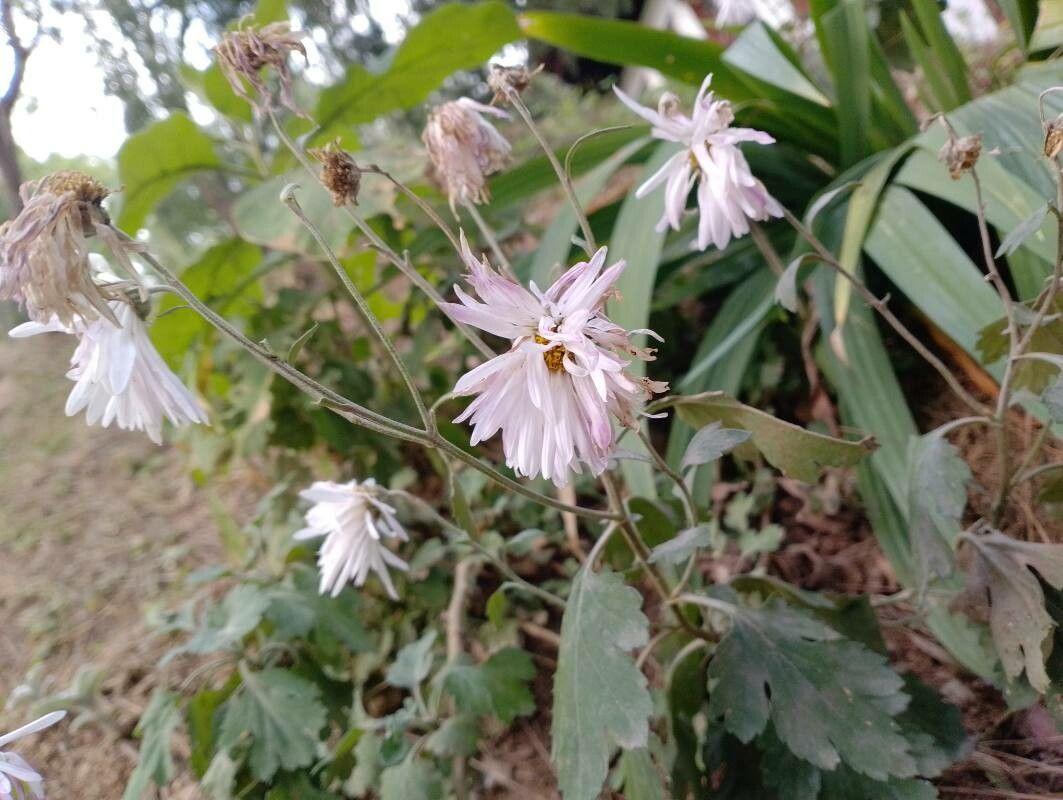 Chrysanthemum indicum in volle bloei tijdens de herfst, met gekrulde bloemblaadjes in warme tinten geel en rood