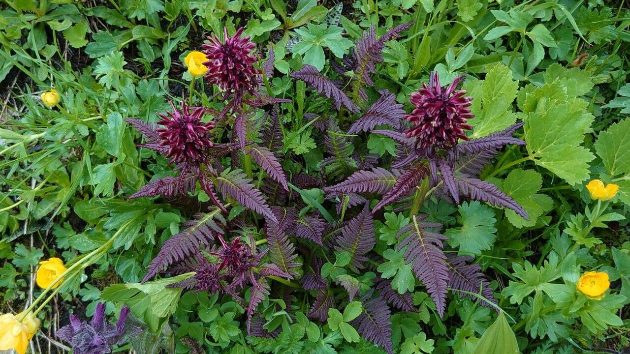 Fleurs pourpres de Pedicularis recutita dans un cadre alpin