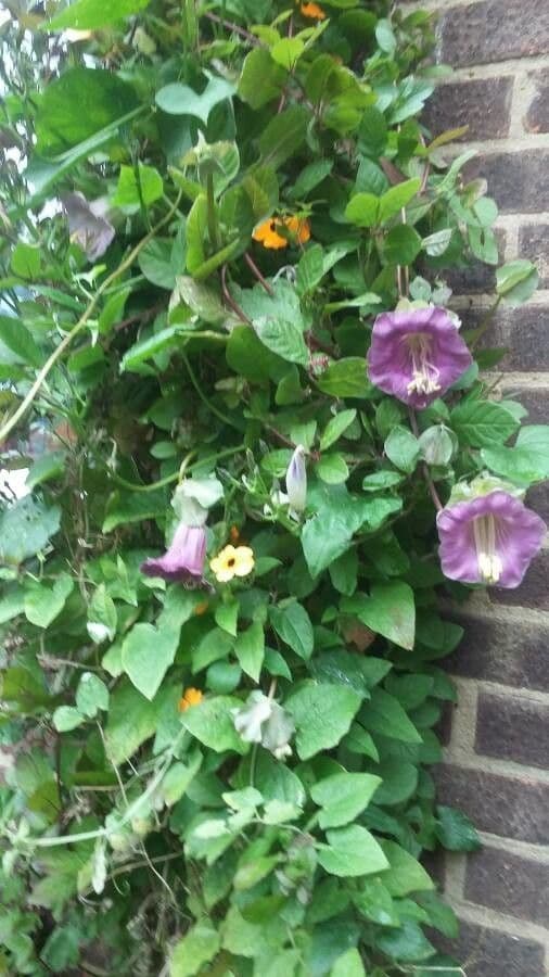 Cobaea scandens mit violetter glockenformiger Blute
