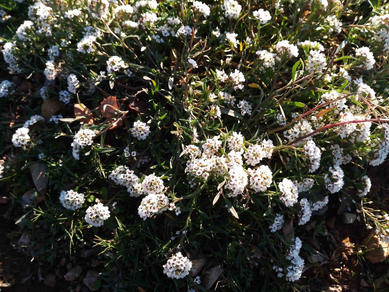 Alyssum maritimum in volle bloei met witte bloemen
