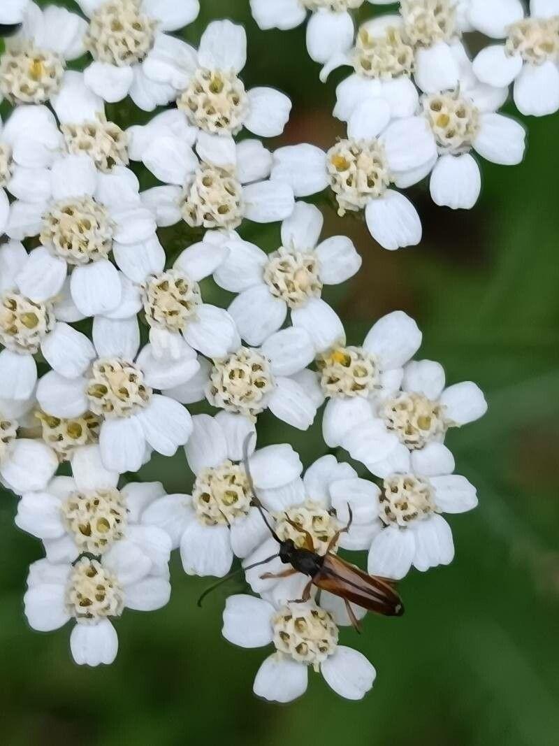 Achillée noble avec feuillage finement découpé et inflorescences jaune pâle en pleine floraison sur un sol ensoleillé