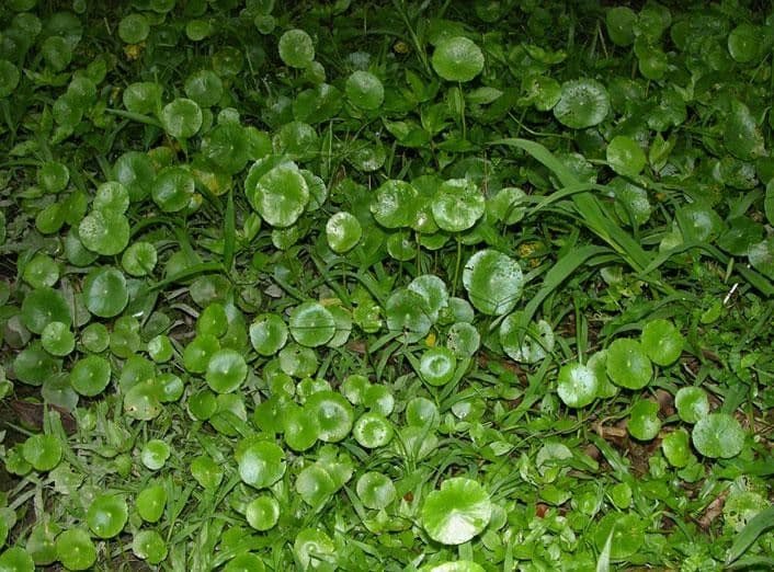Hydrocotyle umbellata with round pennywort leaves at the water's edge