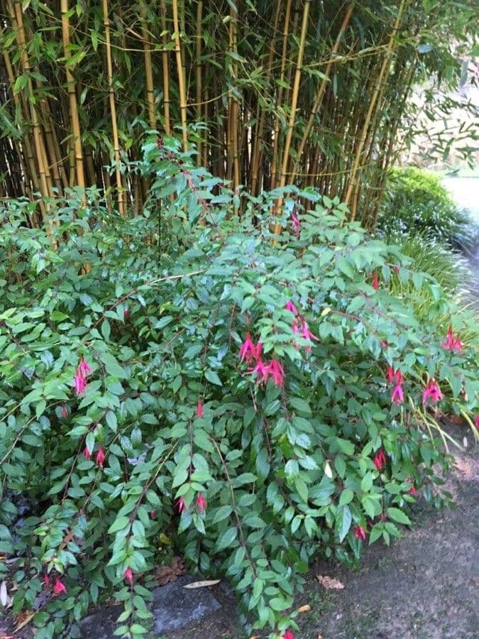 Red and purple hanging flowers of Fuchsia magellanica