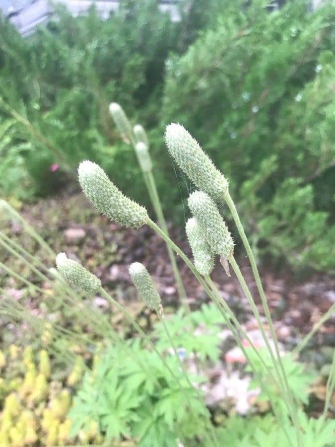 Anemone cylindrica plant with candle-like seed heads