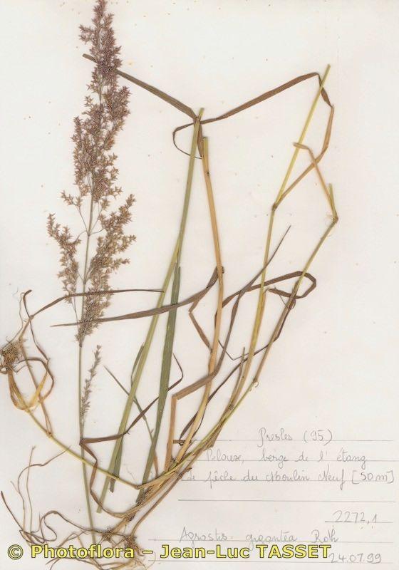 Weiße Straußgras in voller Blüte auf einer feuchten Wiese, mit silbrig-grauen Rispen über grünem Laub