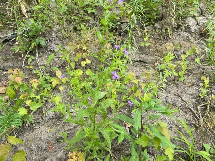 Mimulus ringens - Allegheny-Gauklerblume mit lavendelblau-violetten Bluten am Ufer
