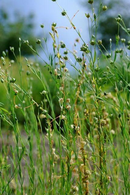 Flachs-Seide (Cuscuta epilinum) in voller Blüte, windet sich um eine Leinpflanze mit zarten weißen Blüten und fadenförmigen Stielen.