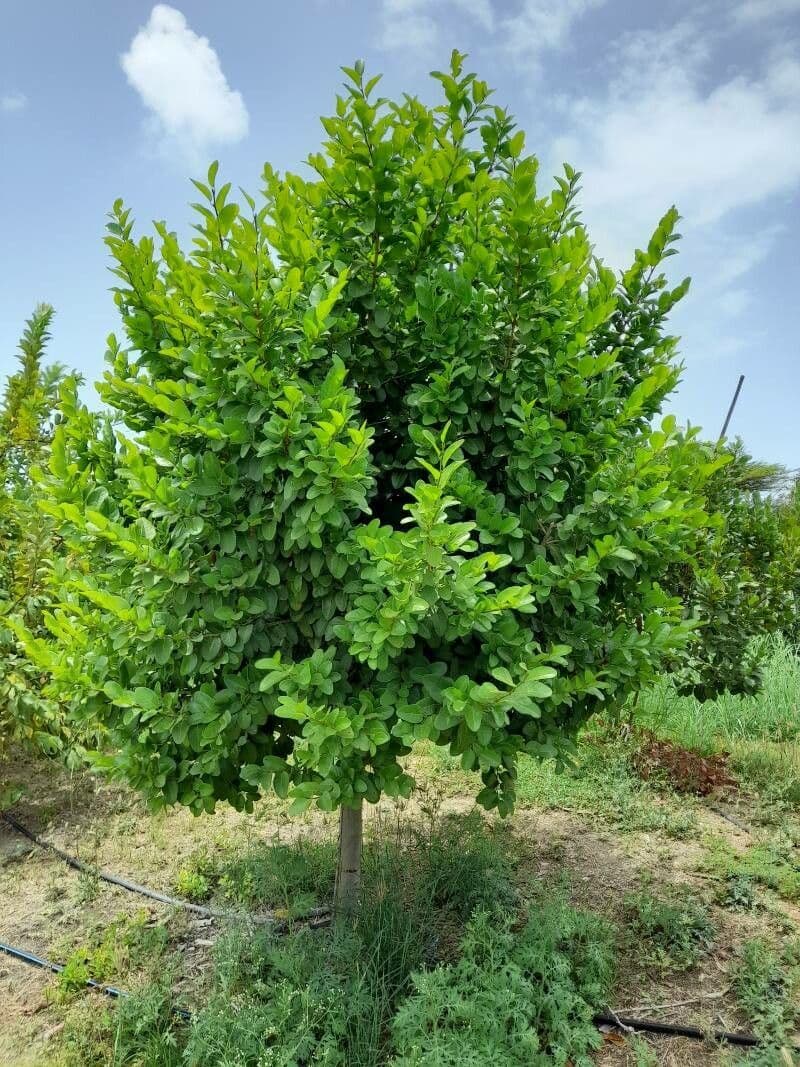 Port naturel de Coccoloba diversifolia, le bois rouge, avec son feuillage vert luisant